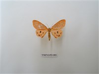 藏品(胡麻斑紅燈蛾)的圖片